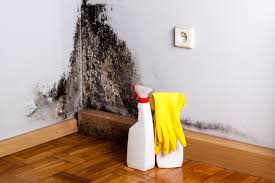 Best Basement Mold Removal  in Gang Mills, NY